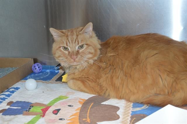 Last week's pet, still available: Yadi